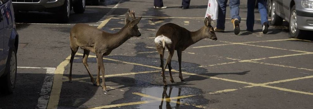 LDNS Deer in Glasgow